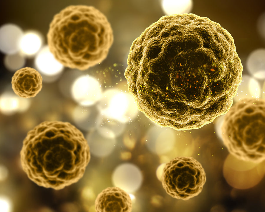 Senolysis: what it is, how it works, and the role of the Fasting Mimicking Diet in longevity ProLon UK